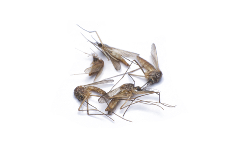 Group Dead Mosquito Isolated On Whiteの写真素材
