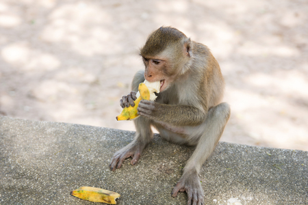 monkey sits on the stone and eats banana at the khaokheow Zoo.の写真素材
