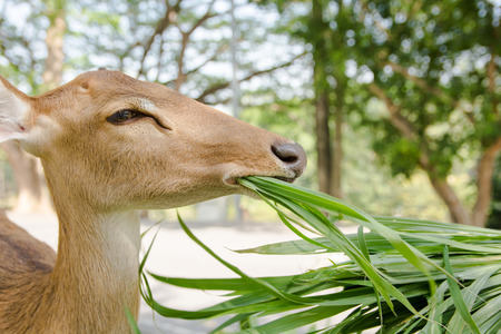 Brow-antlered Deer. Thamin (Rucervus eldii thamin) eating grass