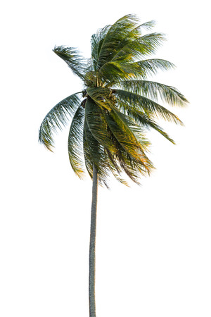 coconut palm tree isolated on white backgroundの写真素材