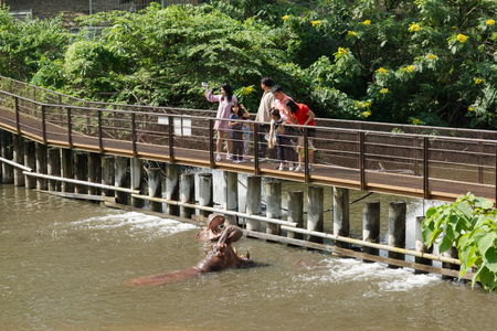 BANGKOK, THAILAND - November 4, 2017: the tourist feeding hippopotamuses at the khaokheow Zoo.のeditorial素材