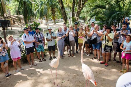 BANGKOK, THAILAND - November 4, 2017: the tourist feeding flamingo birds at the khaokheow Zoo.のeditorial素材