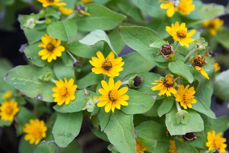Close Up of Beautiful Little Yellow Star or Yellow button flowers (Scientific Name:Melampodium...