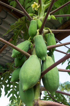 close up organic green papaya on tree. Group of green papaya on the treeの写真素材