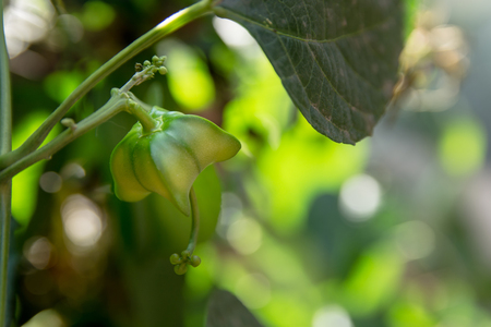 Fresh sacha inchi or Inca nuts on tree in gardenの写真素材