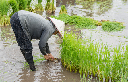 Asia farmers are withdrawn seedlings of rice. planting of the rice season be prepared for planting.の写真素材