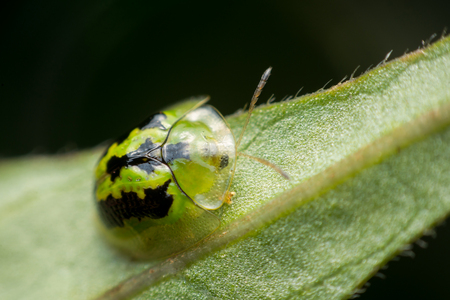 Close up Golden Tortoise Beetle on green leaf backgroundの写真素材