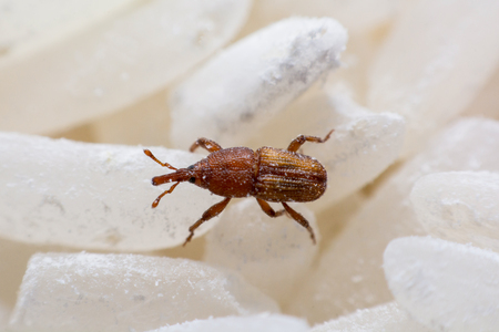 Rice weevil, or science names Sitophilus oryzae close up on white Rice destroyed.の写真素材
