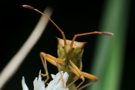 Extreme Macro Stink Bug