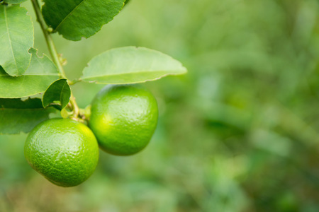 unripe green lime hanging from a lime treeの写真素材