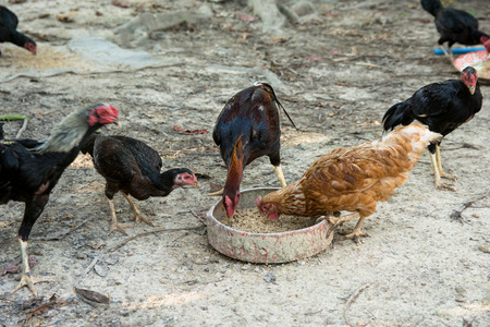 farm chickens eating paddy and bran for food trayの写真素材