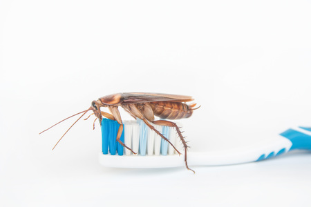 Cockroaches on toothbrush isolated on white background.