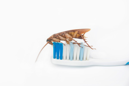 Cockroaches on toothbrush isolated on white background.の写真素材