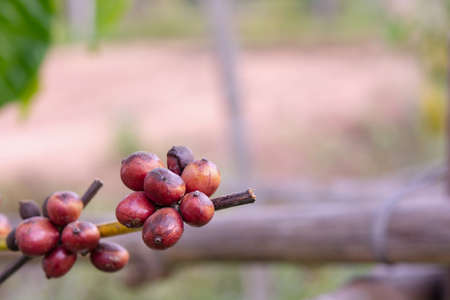 Coffee beans ripening, fresh coffee beans on coffee treeの写真素材
