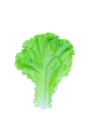 Salad leaf. Lettuce isolated on white backgroundの写真素材