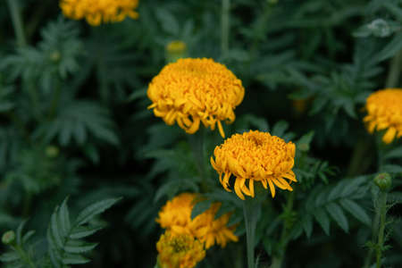 Marigolds (Tagetes erecta, Mexican marigold) Orange Marigolds flowerの写真素材