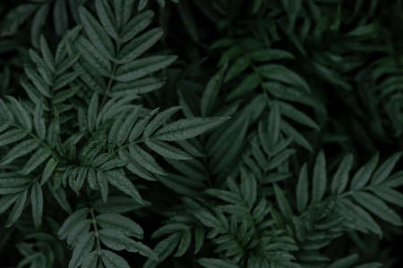 Leaves marigolds (Tagetes erecta, Mexican marigold) Orange Marigolds flower