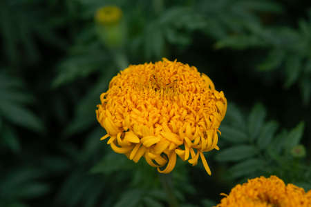 Marigolds (Tagetes erecta, Mexican marigold) Orange Marigolds flower