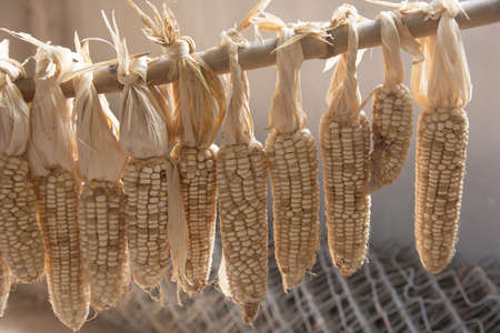 Ripe dried corn cobs hanging on the Bamboo rail