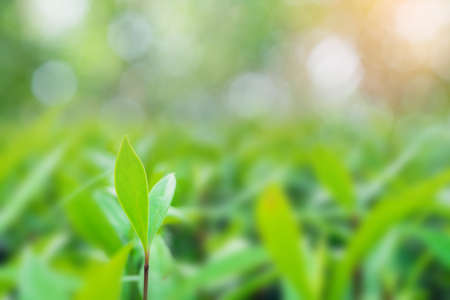 Closeup green leaf on blurred greenery background. with copy spaceの写真素材