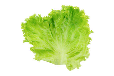 Lettuce. Salad leaf isolated on white backgroundの写真素材