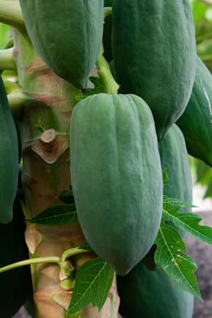 unripe green papaya hanging from a papaya tree. Papaya tree and bunch of fruits.の写真素材