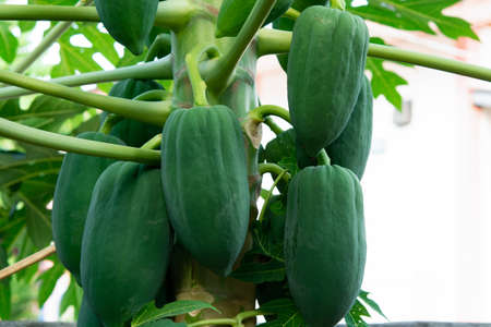 unripe green papaya hanging from a papaya tree. Papaya tree and bunch of fruits.の写真素材