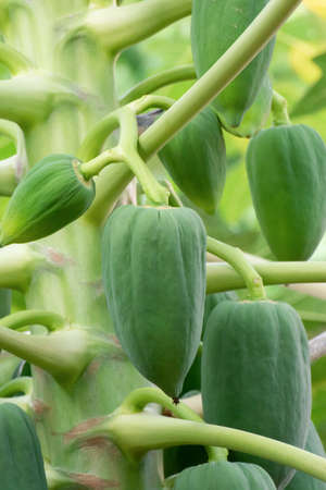 unripe green papaya hanging from a papaya tree. Papaya tree and bunch of fruits.の写真素材