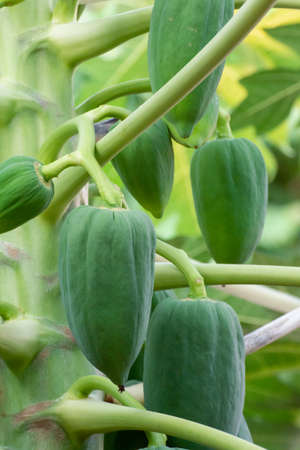 unripe green papaya hanging from a papaya tree. Papaya tree and bunch of fruits.の写真素材
