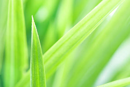 Spring natural green leaf background. blurred greenery background. using as spring and nature background. selects focusの写真素材