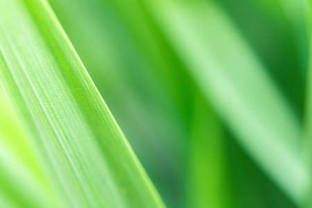 Spring natural green leaf background. blurred greenery background. using as spring and nature background. selects focusの写真素材