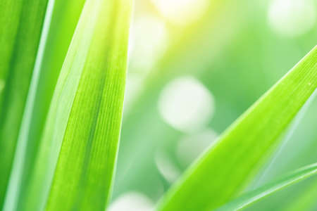 Spring natural green leaf background. blurred greenery background. using as spring and nature background. selects focusの写真素材