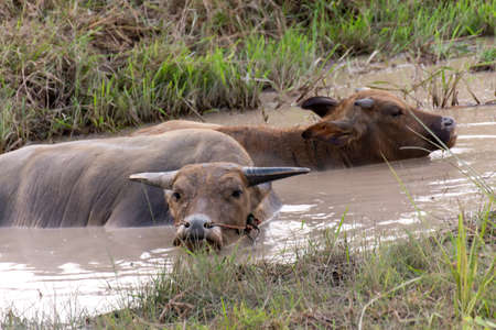 Buffalo enjoy and relaxes in a mud swamp.の写真素材