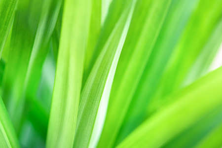 Spring natural green leaf background. blurred greenery background. using as spring and nature background. selects focusの写真素材