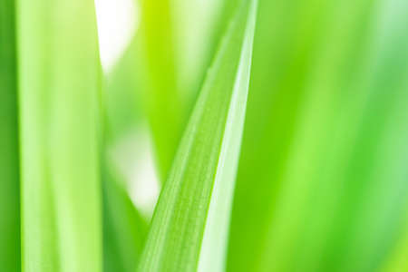 Spring natural green leaf background. blurred greenery background. using as spring and nature background. selects focusの写真素材
