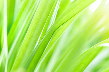 Spring natural green leaf background. blurred greenery background. using as spring and nature background. selects focusの写真素材