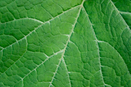 Close up leaf. Fresh green leaf texture macro backgroundの写真素材