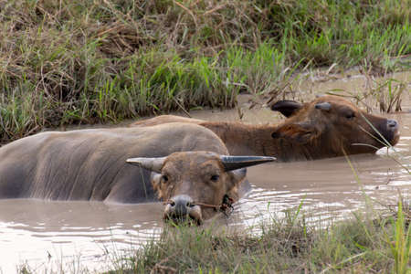 Buffalo enjoy and relaxes in a mud swamp.