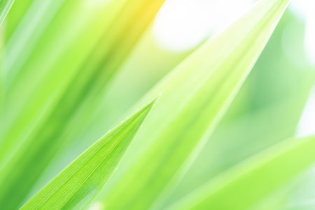 Spring natural green leaf background. blurred greenery background. using as spring and nature background. selects focusの写真素材