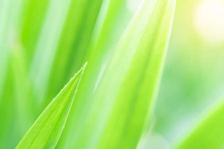 Spring natural green leaf background. blurred greenery background. using as spring and nature background. selects focusの写真素材