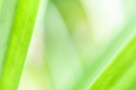Spring natural green leaf background. blurred greenery background. using as spring and nature background. selects focusの写真素材