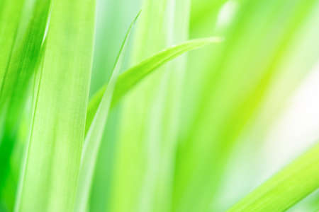 Spring natural green leaf background. blurred greenery background. using as spring and nature background. selects focusの写真素材