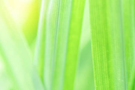Spring natural green leaf background. blurred greenery background. using as spring and nature background. selects focusの写真素材