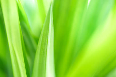 Spring natural green leaf background. blurred greenery background. using as spring and nature background. selects focusの写真素材
