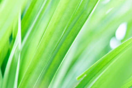 Spring natural green leaf background. blurred greenery background. using as spring and nature background. selects focusの写真素材