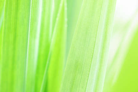 Spring natural green leaf background. blurred greenery background. using as spring and nature background. selects focusの写真素材