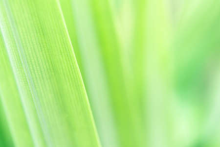 Spring natural green leaf background. blurred greenery background. using as spring and nature background. selects focusの写真素材