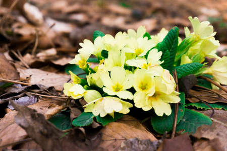 springtime in the woodsの写真素材