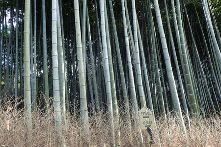 a japanese bamboo woodの写真素材