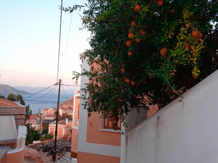 orange tree in greeceの写真素材